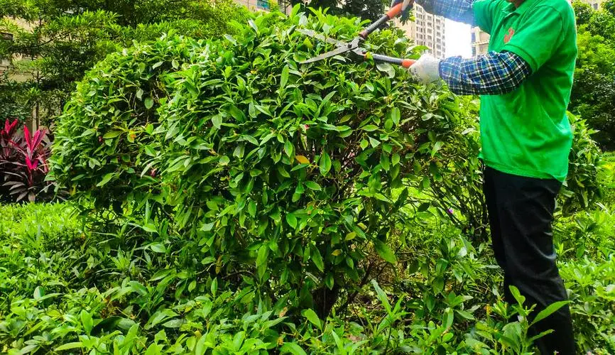 网球拍的球叫什么舞