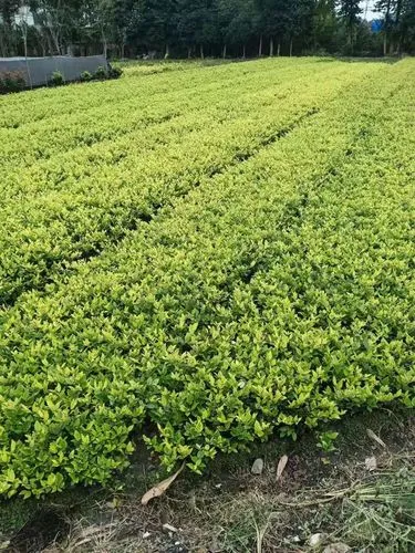 网球拍哪种好一点耐用耐打